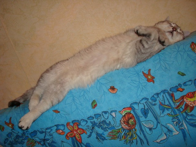 Котовторник объявляется открытым!