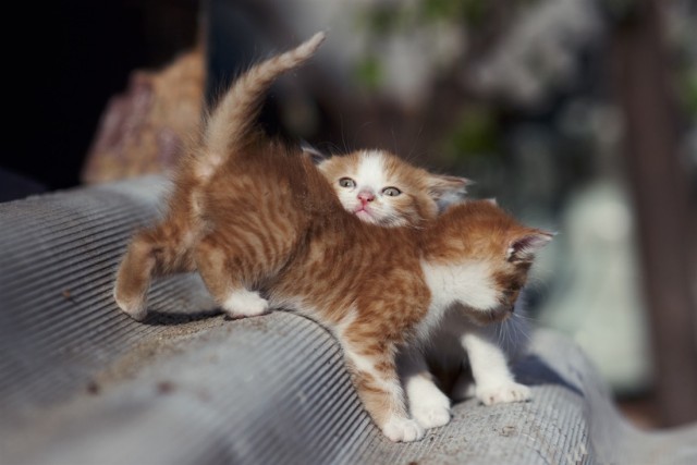 Супер-котофото на котовторник