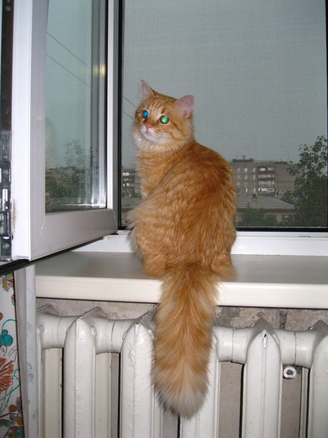 Состоятельный котовторник