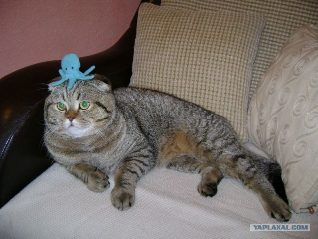 Котовторник! 11.10.11