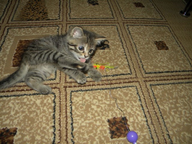 Котовторник 17 января