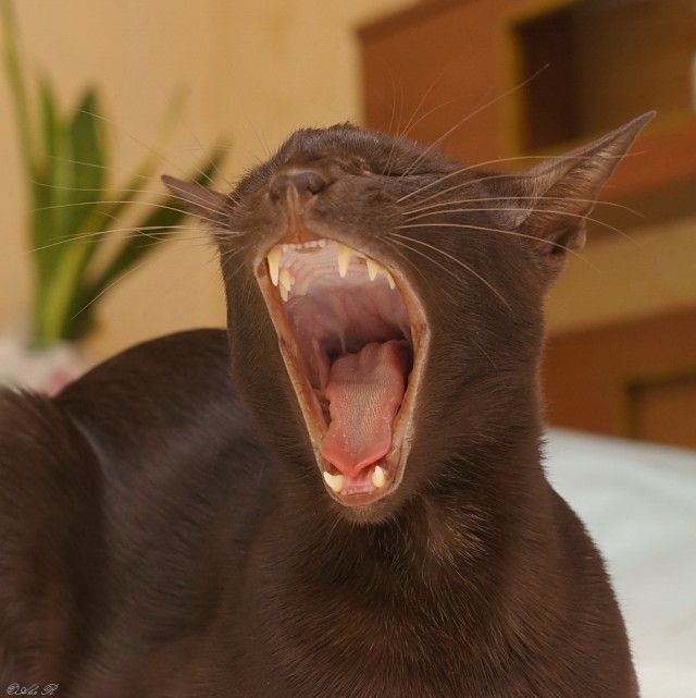 Котовторник 17.04.2012