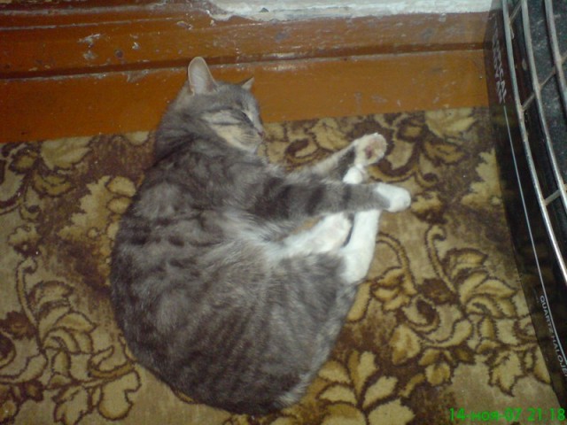 Котовторник 24.04.2012