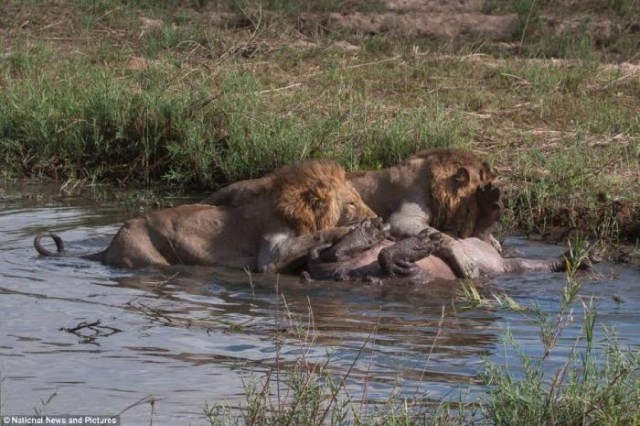Неравный бой: бегемот против львов