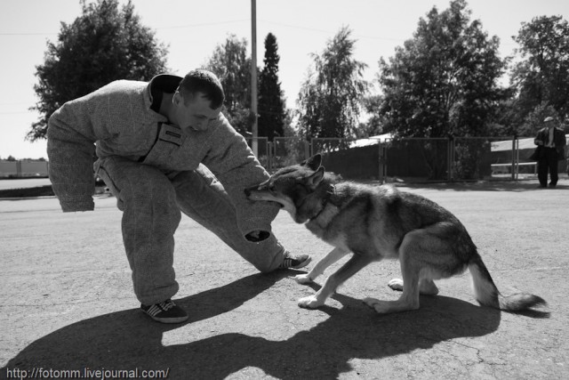 Волчья кровь