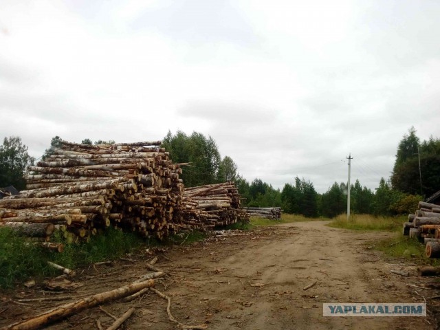 Вепсская тайга летом или Старый Бор