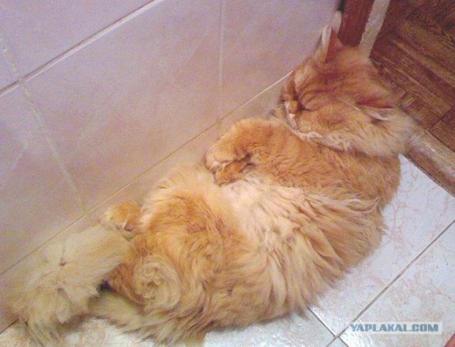 Котовторник 31.07.2012 г.