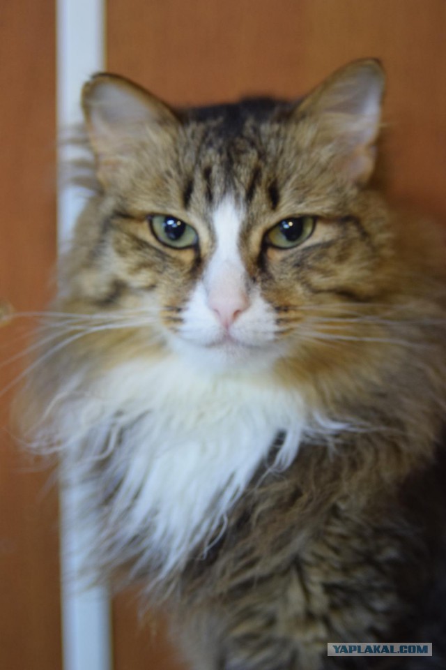 Котовторник 19.02.2019