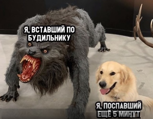 Анекдоты, соц-сети и картинки с надписями