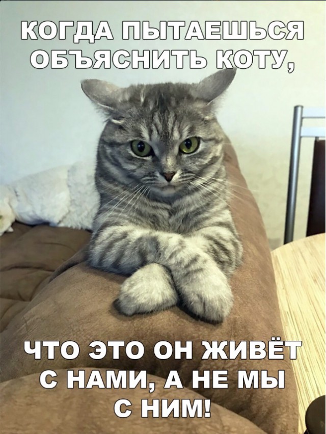 Забавные фото котеек