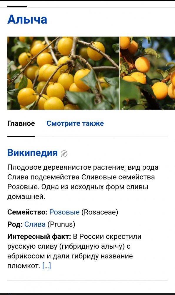 Портвейн в дубовой бочке