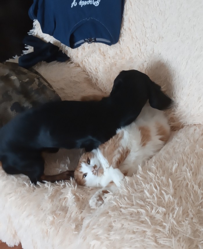Что значит поза, в которой спит твоя кошка