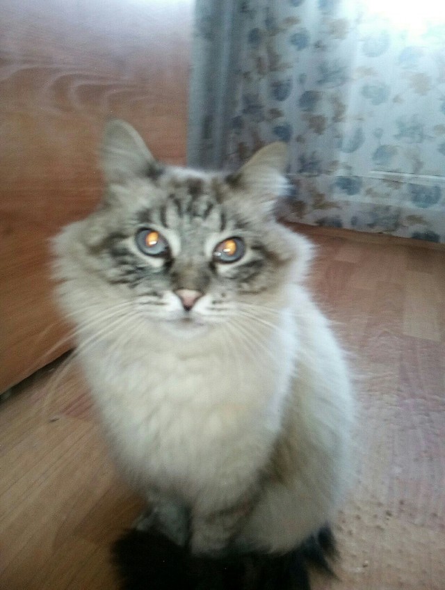 Котики