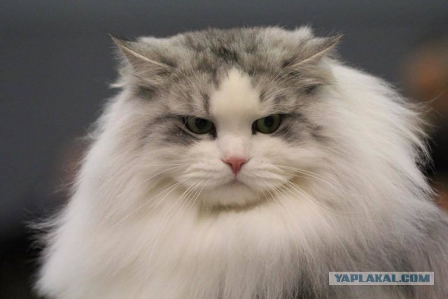 Котофеев пост