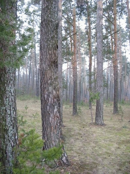 Фотожаба: Охотник и его верный пес