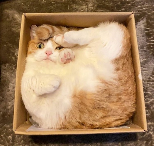 Не на всякого кота гравитация может воздейстовать! Им вообще плевать на законы физики