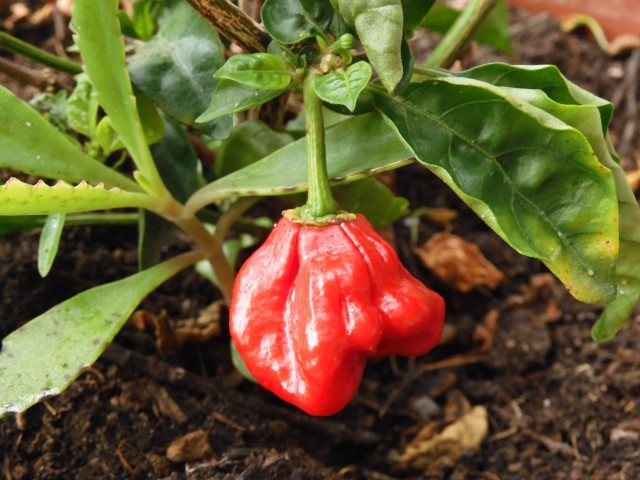 Мясо (не) по-французски