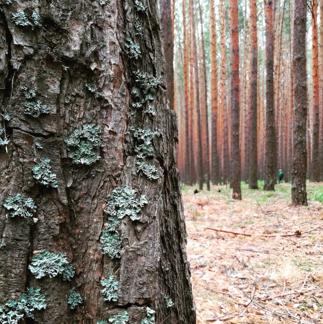 Окунево на выходные