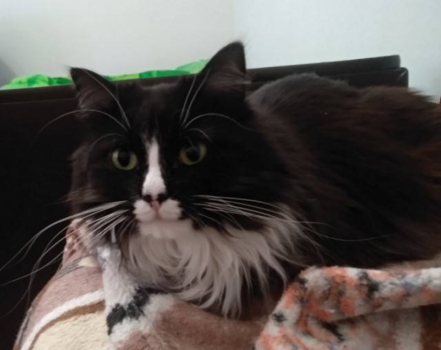 Котовторник. Добавляйте своих