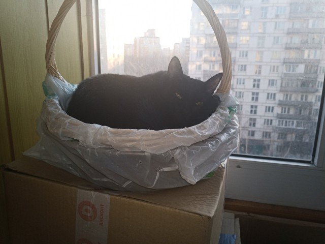Котовторник же!
