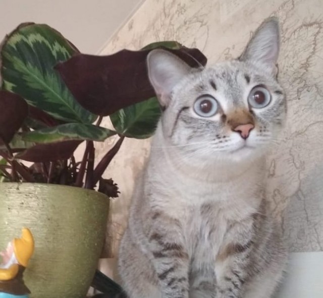 Даешь котовторник!