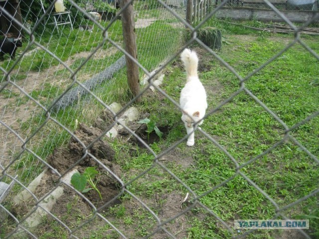 Жизнь домашнего приюта для котеек 345