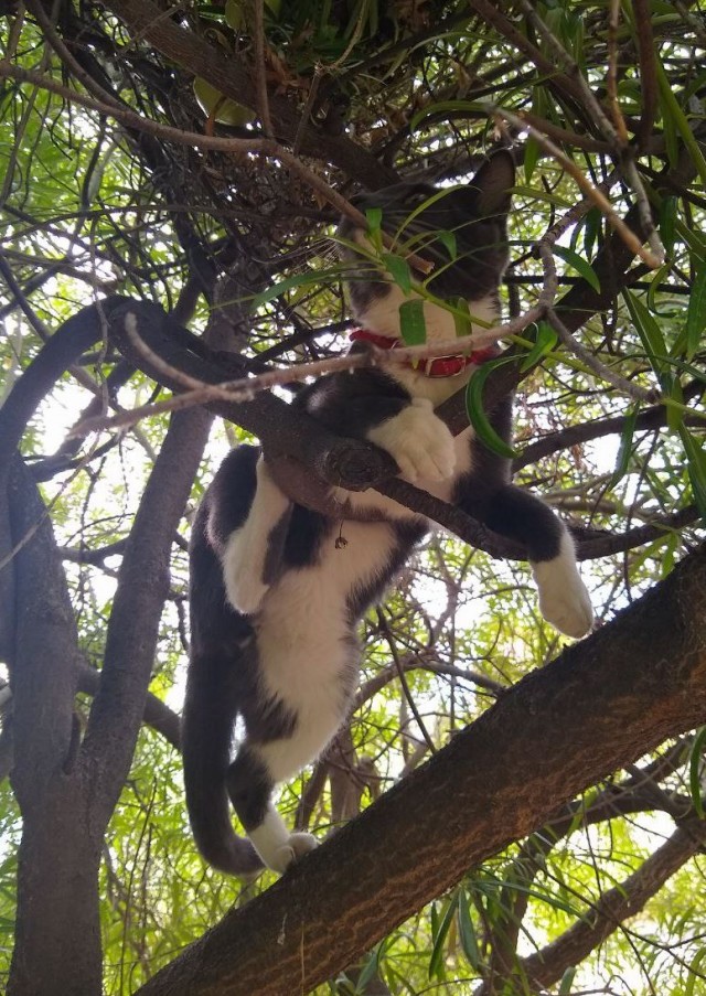 Коты в США
