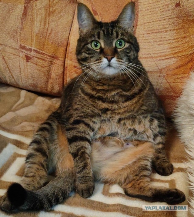 Погнали! С котовторником, други!