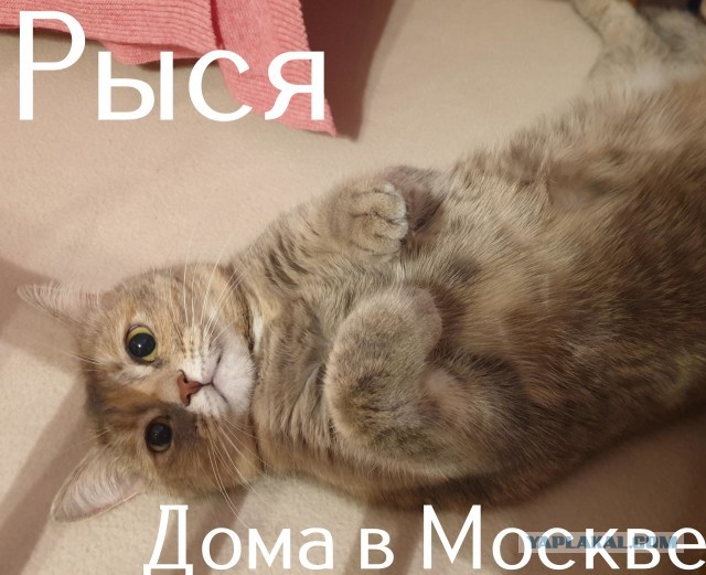 Жизнь домашнего приюта "Котоленд" 308