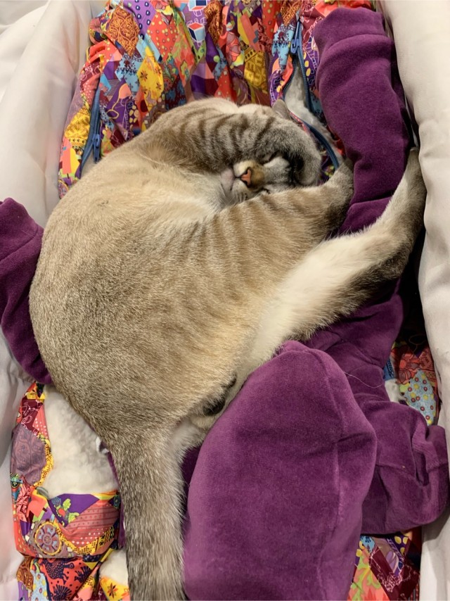 Котовторнику быть