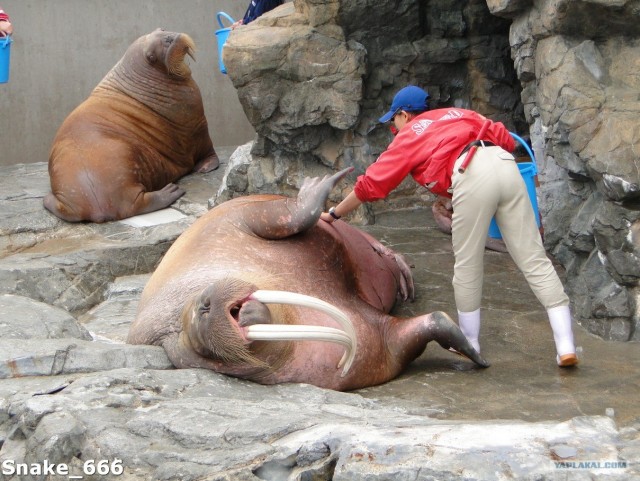 SeaworlD  Япония
