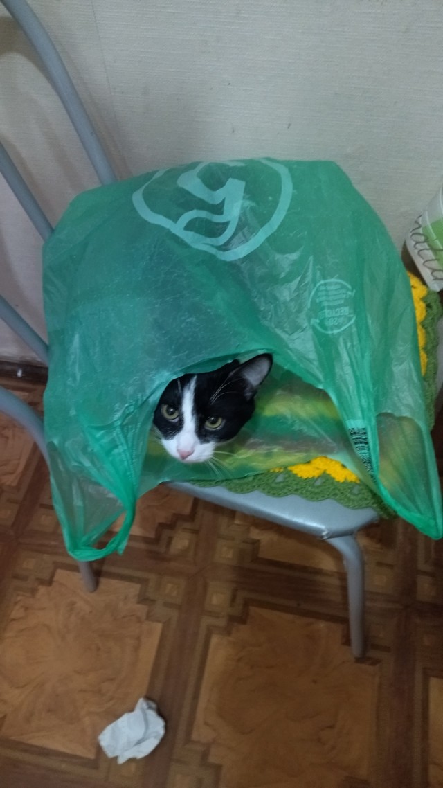 Котовторник 25.01.22