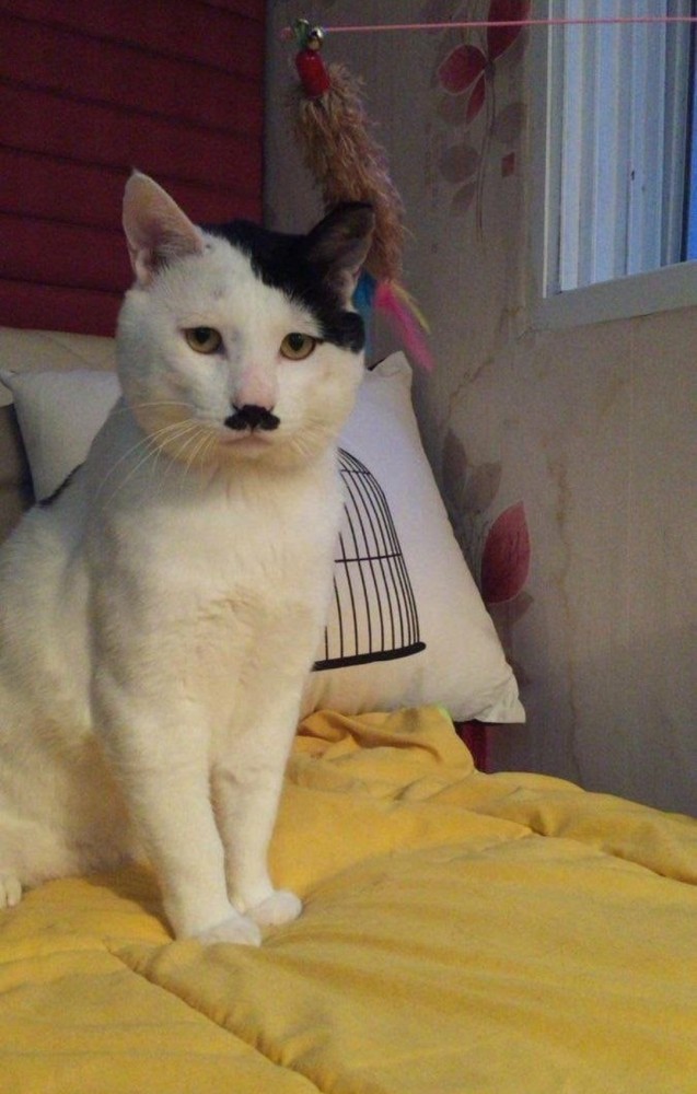 Котовторник. Февраль