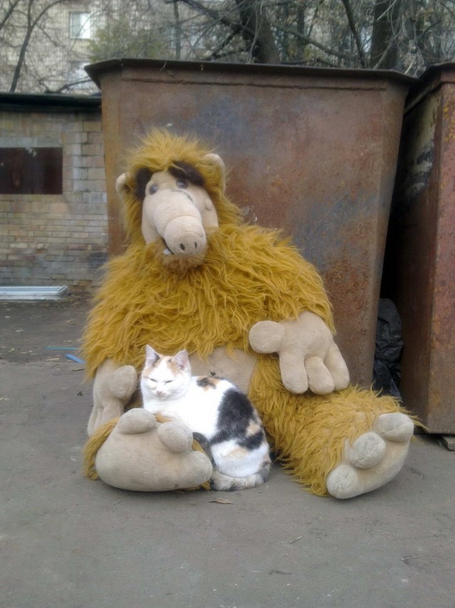 Забавные и милые котейки