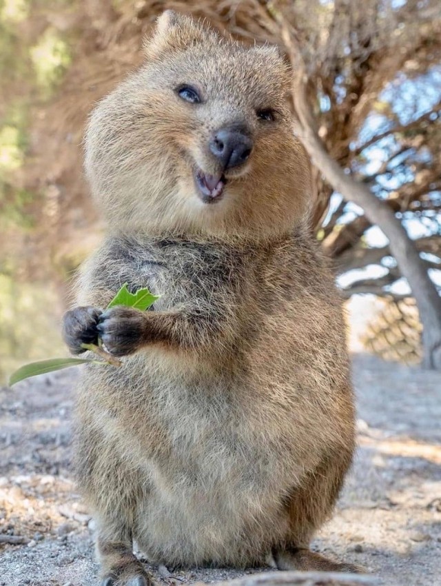Позитивный зверек, который всегда лыбится