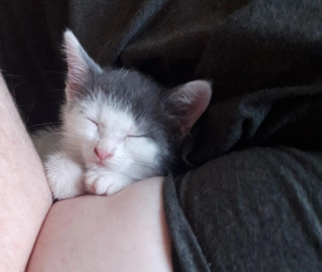 И снова день кошачий!