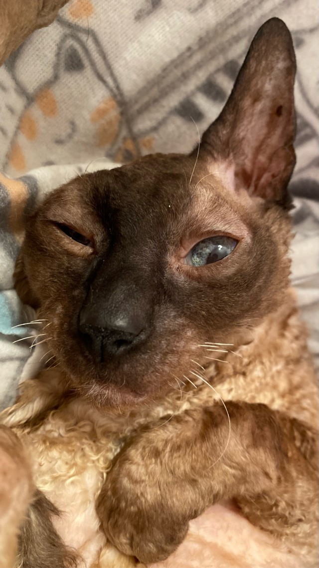 К нам пришел косоглазый кот