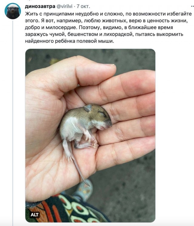 Девушка нашла новорождённого мышонка и решила его вырастить