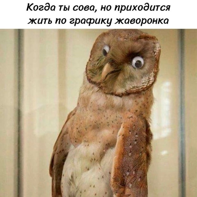 Юмор в картинках и без