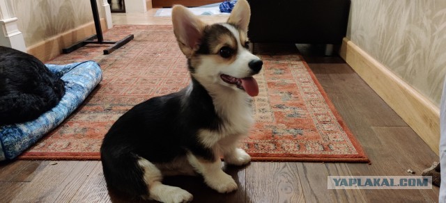 Принимайте в стаю