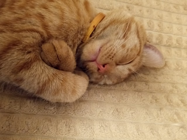 Начинаем котофторник?