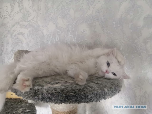Моя чёрная молния