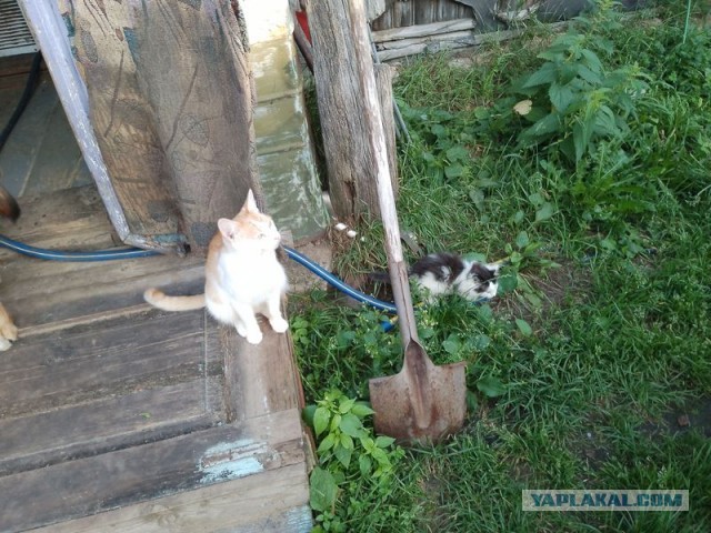 Жизнь домашнего приюта для котеек 460
