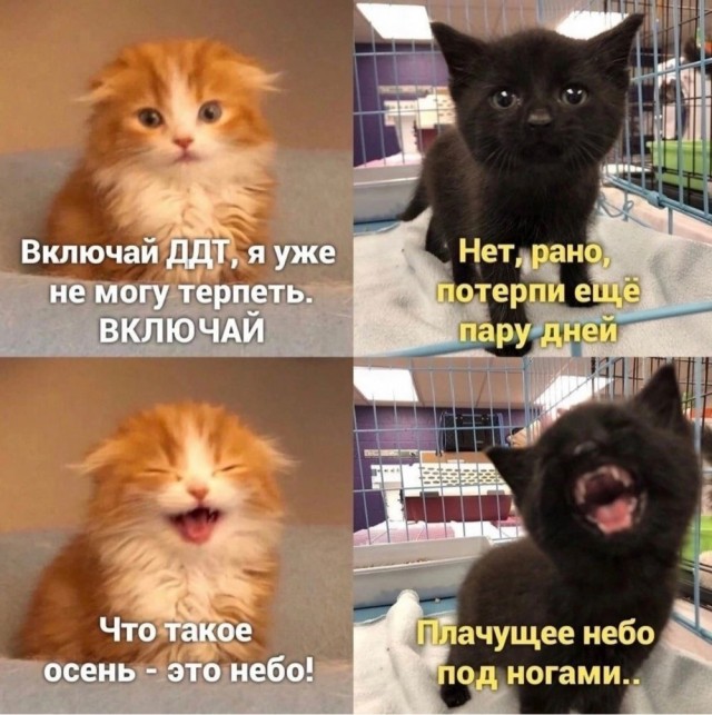 Шедевр!