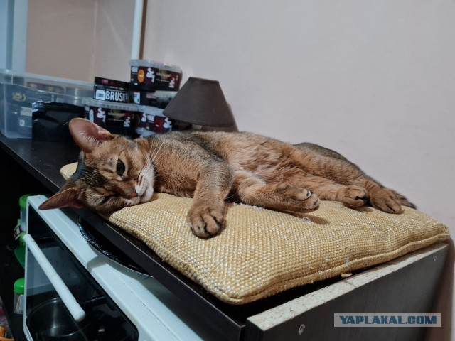 К - Котовторник ☺ Пополнение