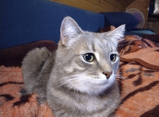 Мой котяра