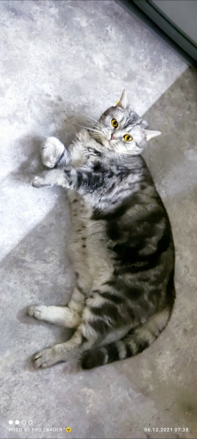 Юбилей кота 09.ХII.2013