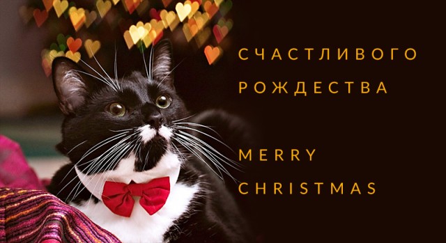 Жизнь домашнего приюта для котеек 477