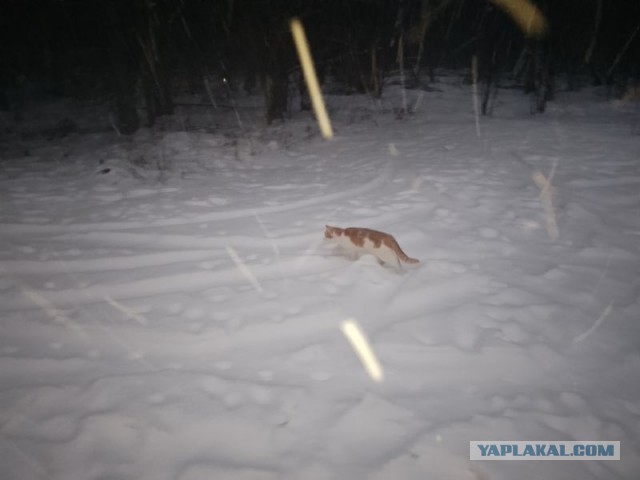 Жизнь домашнего приюта для котеек 478