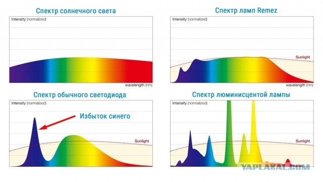 Жительнице Нижнего Новгорода назначили пять суток ареста за ношение сережек в цветах радуги